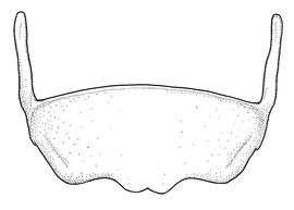   Anthidium palmarum  male, diagram showing ventral view of sixth sternum (S6), diagram from Gonzalez and Griswold 2013 
